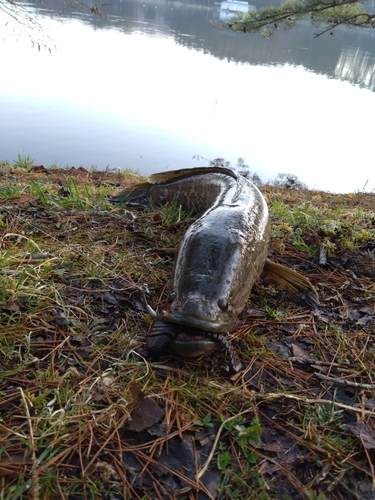 ライギョの釣果