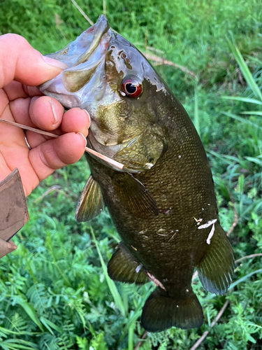 スモールマウスバスの釣果