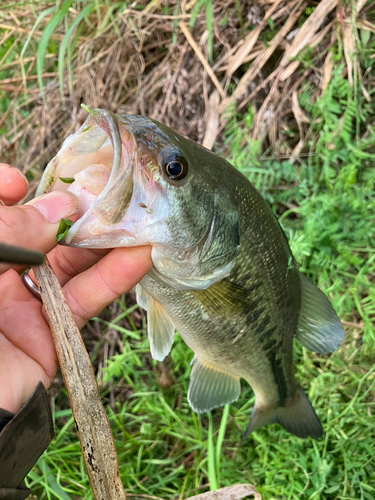 ラージマウスバスの釣果