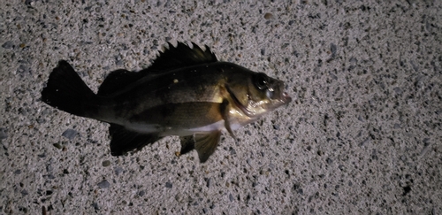 クロメバルの釣果