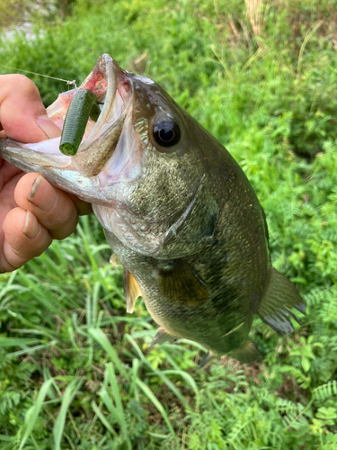 ラージマウスバスの釣果