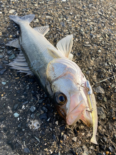 シーバスの釣果