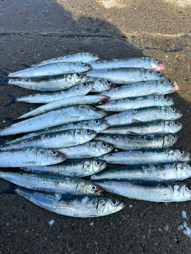 イワシの釣果