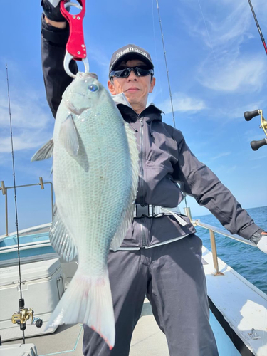 クチブトグレの釣果