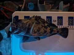 カサゴの釣果