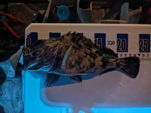 カサゴの釣果