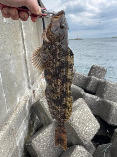 アイナメの釣果