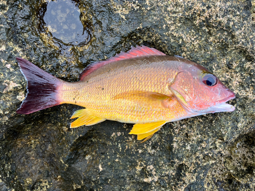 オキフエダイの釣果