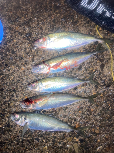 アジの釣果