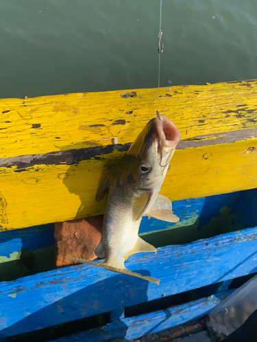 ナマズの釣果