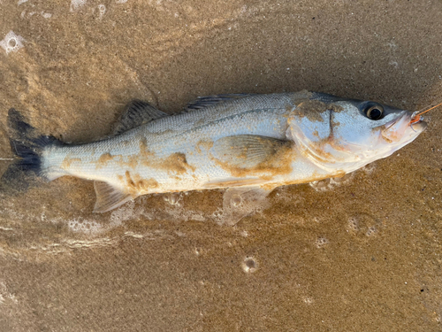 セイゴ（マルスズキ）の釣果