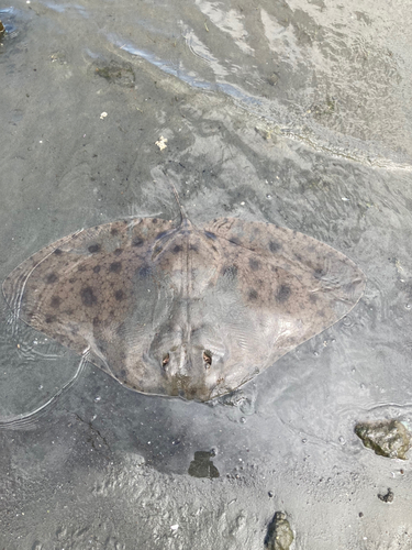 ツバクロエイの釣果