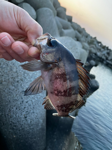 アオメバルの釣果