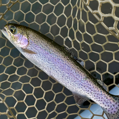 ニジマスの釣果