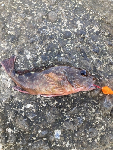 カサゴの釣果