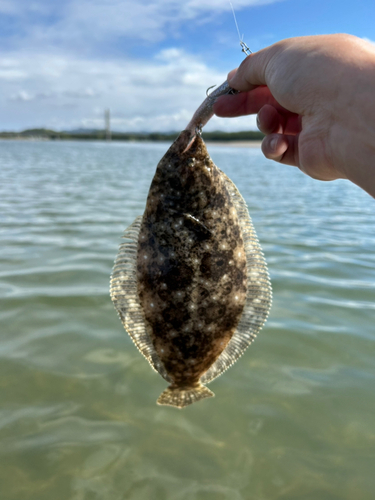 ヒラメの釣果