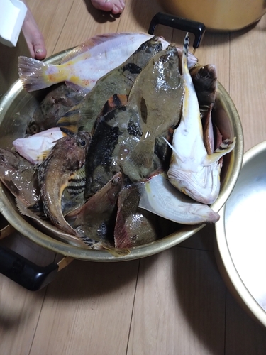 カレイの釣果