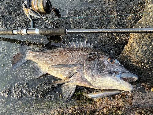 チヌの釣果