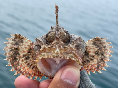 イヌカサゴの釣果