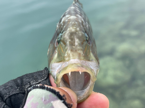 ヒトスジモチノウオの釣果