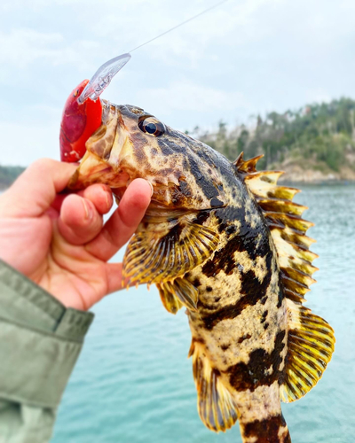 タケノコメバルの釣果