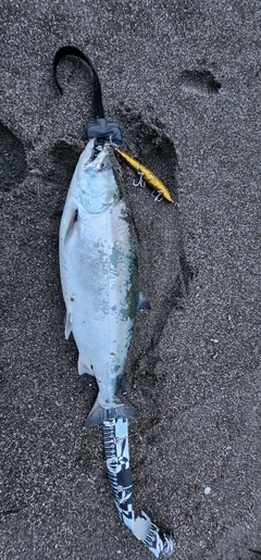 サクラマスの釣果