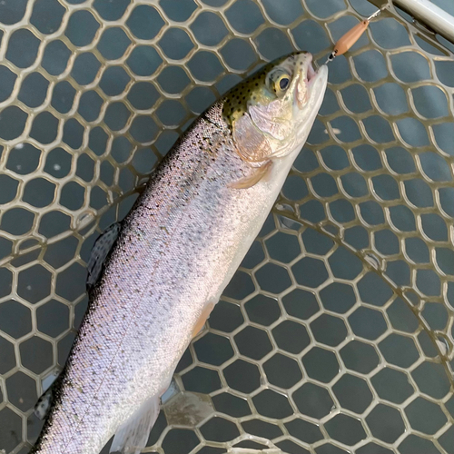 ニジマスの釣果