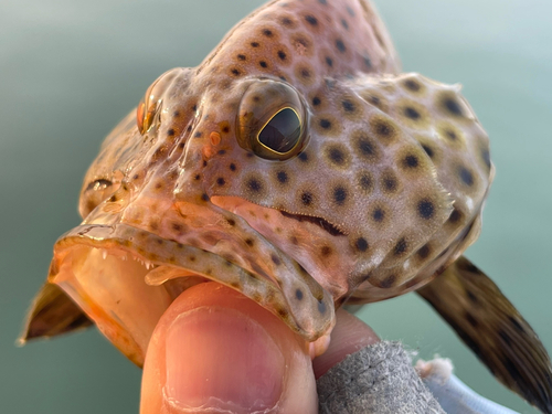 シロブチハタの釣果