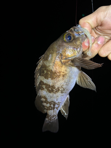 メバルの釣果