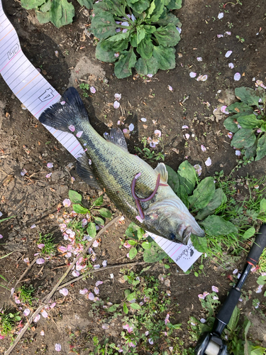 ブラックバスの釣果