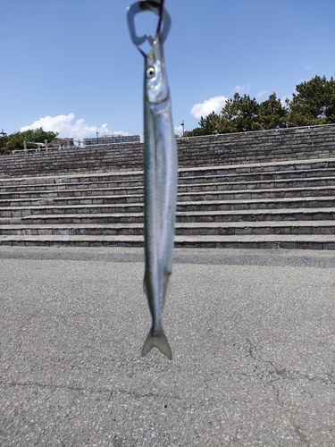 サヨリの釣果