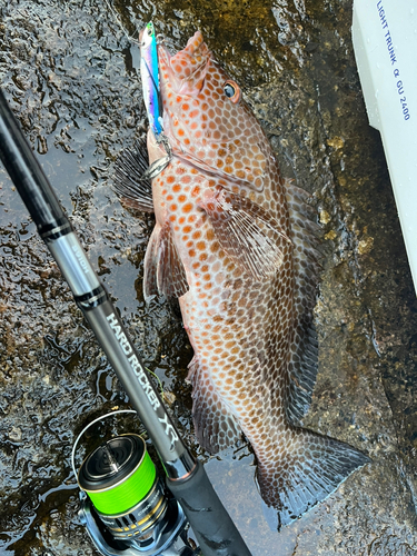 オオモンハタの釣果