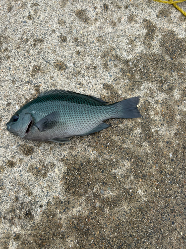 メジナの釣果