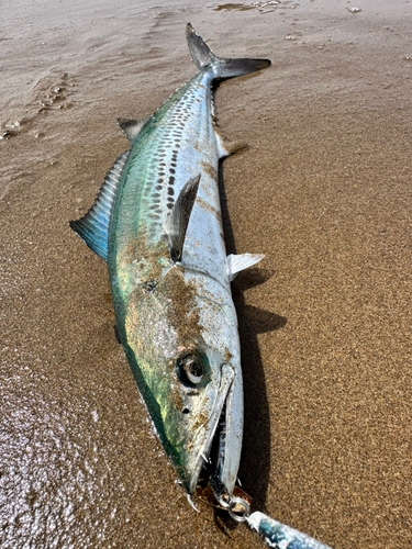 サゴシの釣果