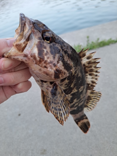 タケノコメバルの釣果