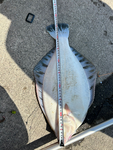 クロガシラガレイの釣果