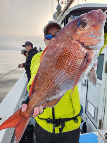 マダイの釣果