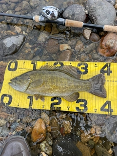 スモールマウスバスの釣果