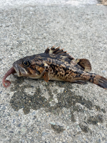 クロソイの釣果