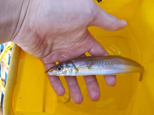 シロギスの釣果