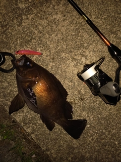 クロメバルの釣果