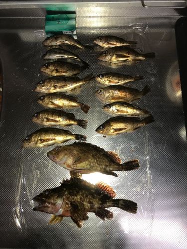 メバルの釣果