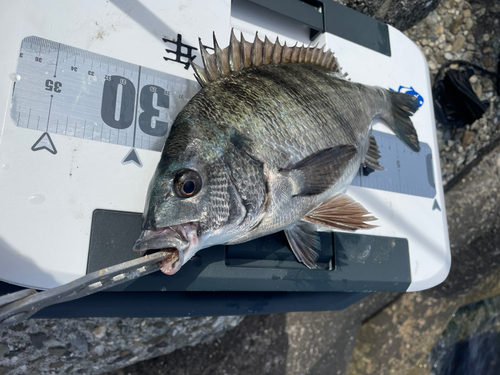 チヌの釣果