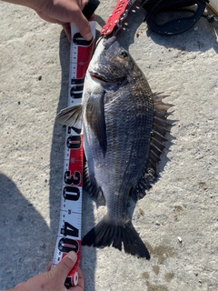 クロダイの釣果