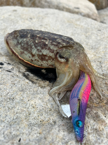 コウイカの釣果