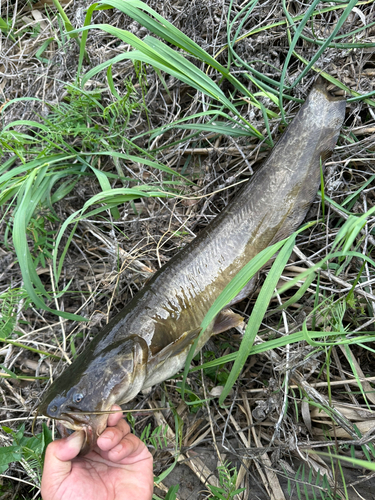 ナマズの釣果