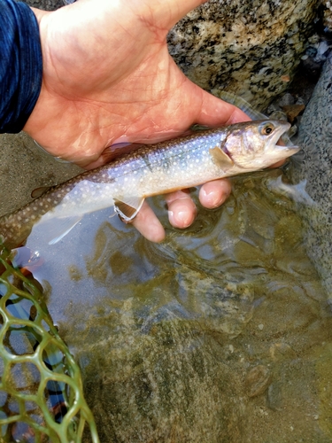 イワナの釣果