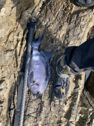 イシダイの釣果