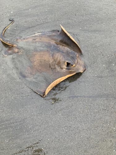 アカエイの釣果