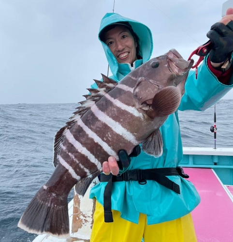 マハタの釣果